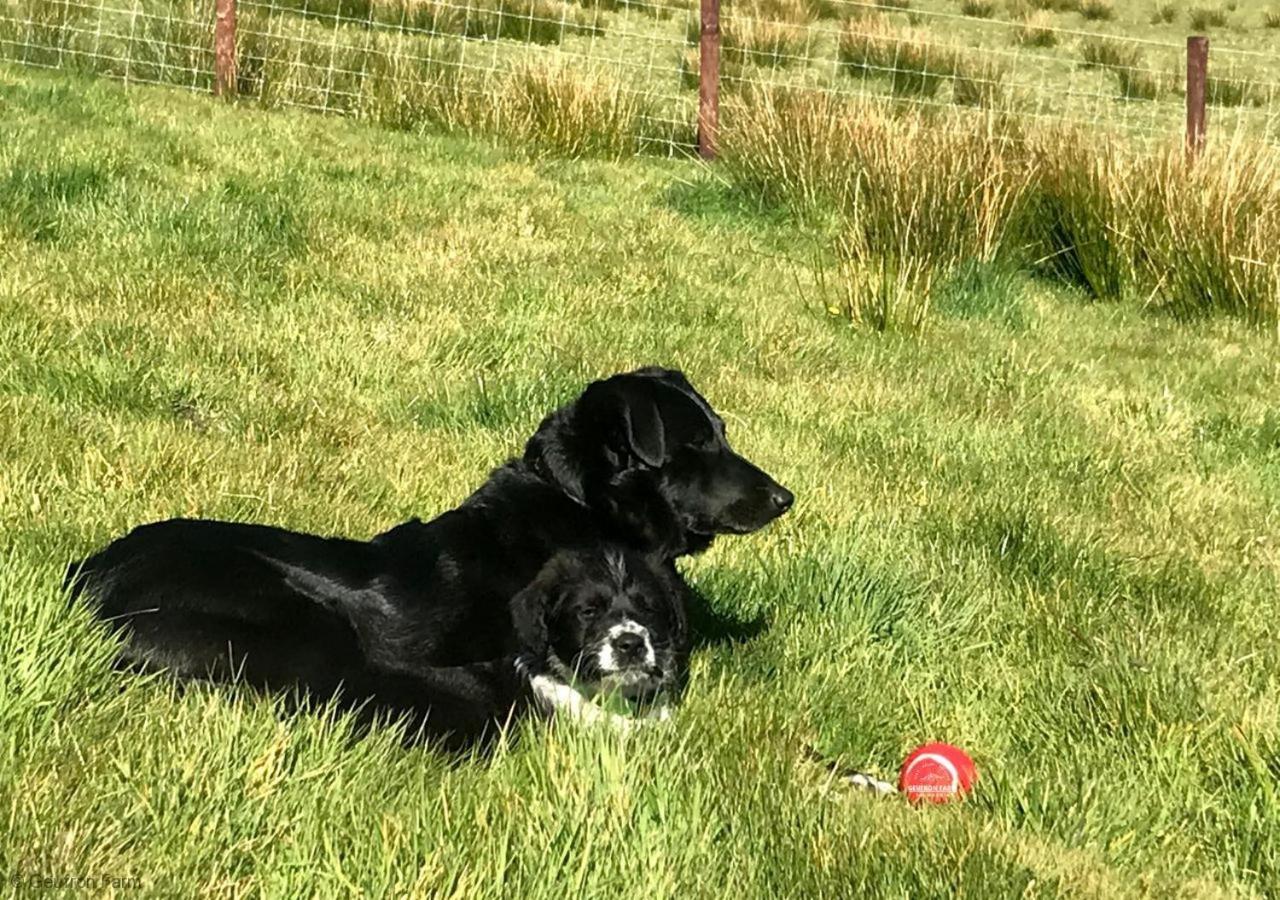 Dog Friendly Cottage, Geufron Farm Near Tywyn Bryn-crug ภายนอก รูปภาพ